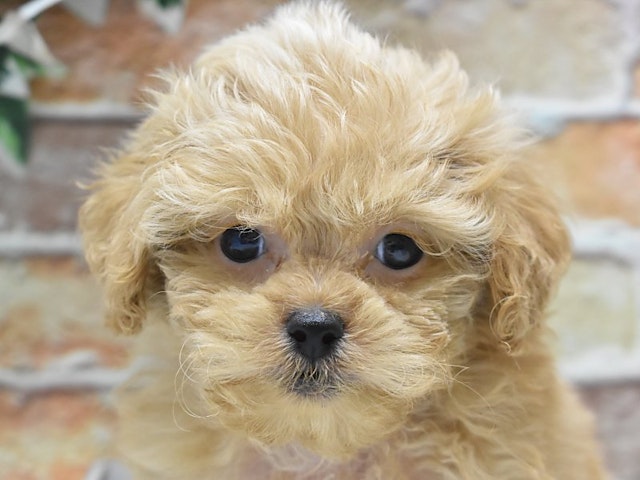 鳥取県のハーフ犬・ミックス犬 (ペッツワンFC鳥取店/2024年8月19日生まれ/男の子/アプリコット)の子犬